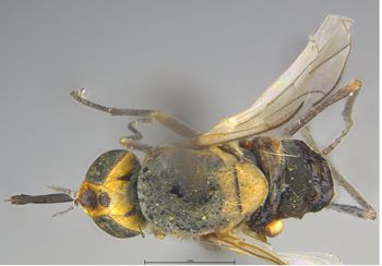Media type: image;   Entomology 27054 Description: Specimen documentation photo of habitus dorsal viewfrom specimen MCZ:Ent:27054, captured on2025-06-24;  Aspect: habitus dorsal view